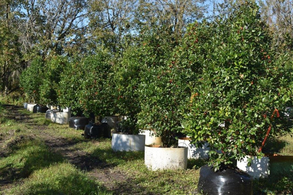 ilex-x-attenuata-eagleston-holly-eagleston-holly