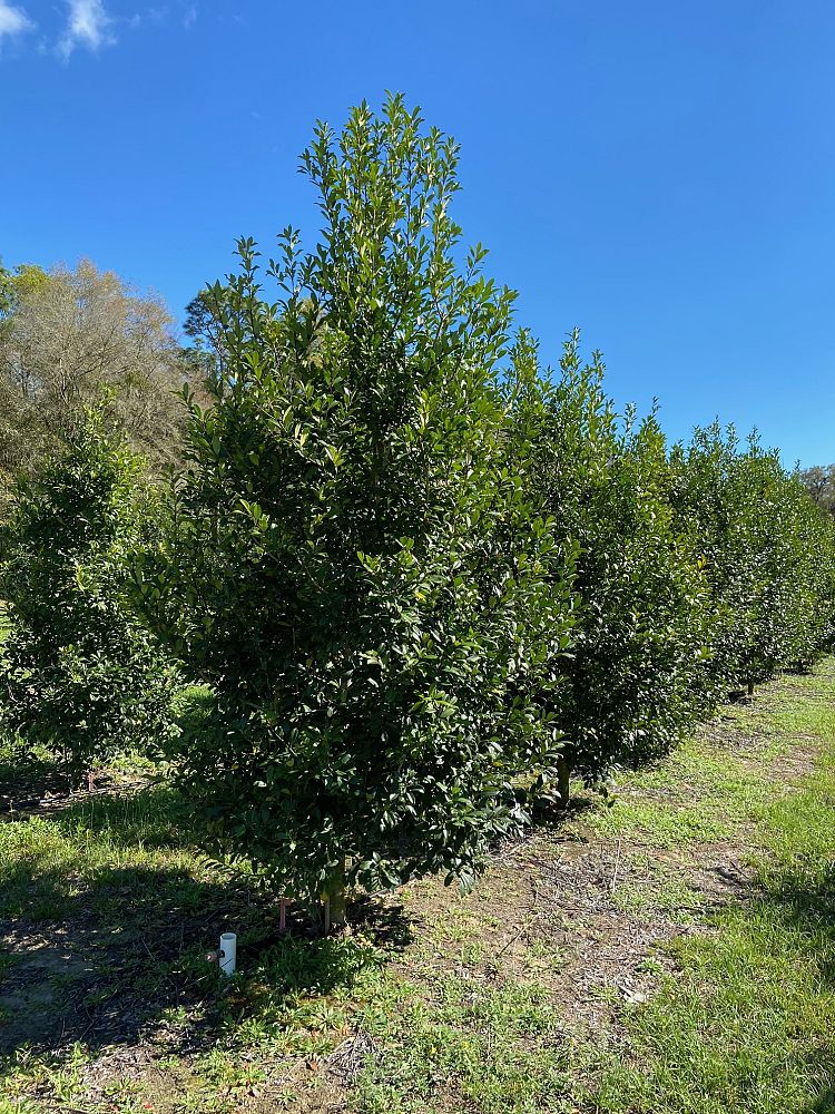 ilex-x-attenuata-eagleston-holly-eagleston-holly