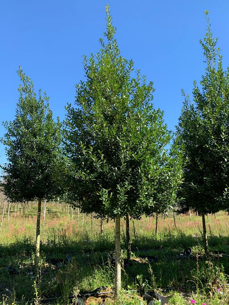 ilex-x-attenuata-eagleston-holly-eagleston-holly