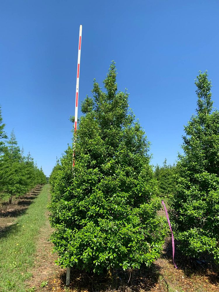 ilex-x-attenuata-eagleston-holly-eagleston-holly