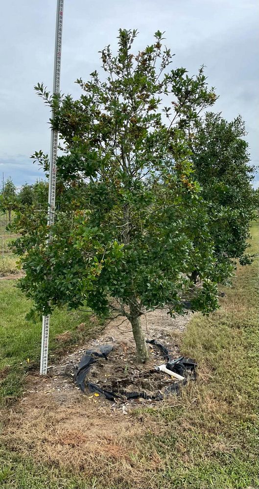 ilex-x-attenuata-eagleston-holly-eagleston-holly