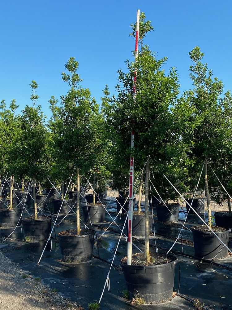 ilex-x-attenuata-eagleston-holly-eagleston-holly