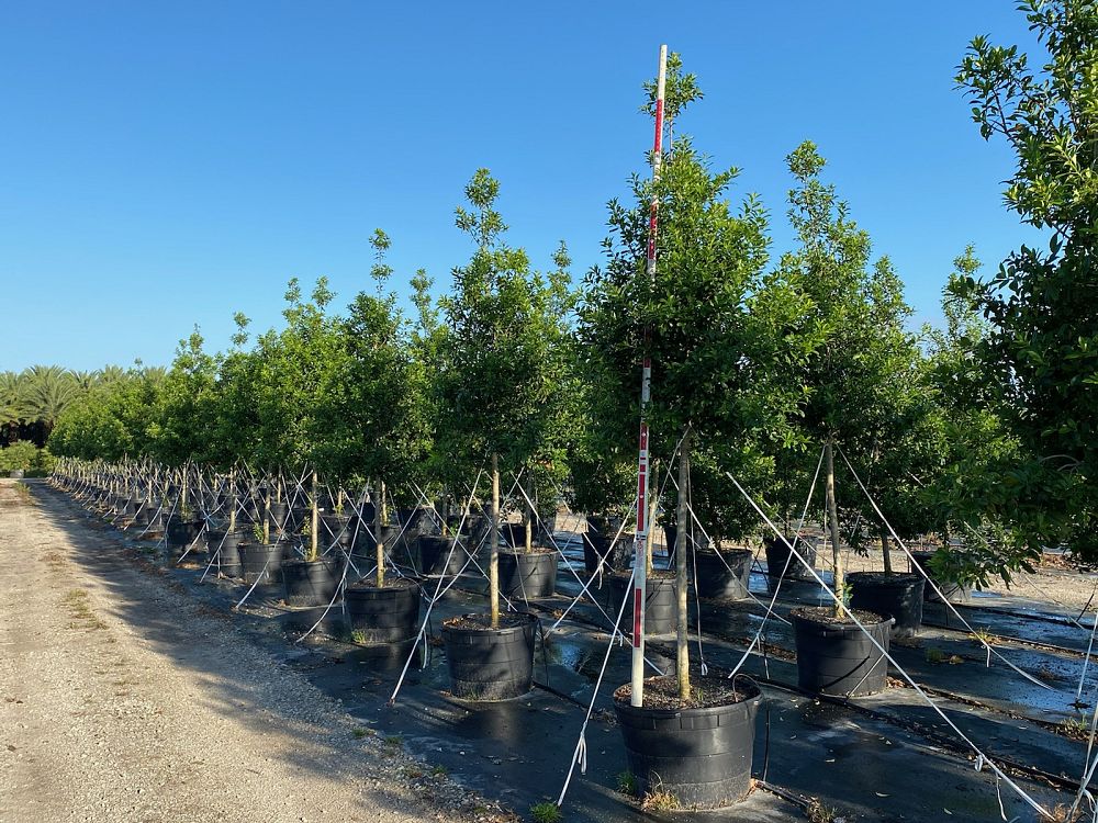 ilex-x-attenuata-eagleston-holly-eagleston-holly