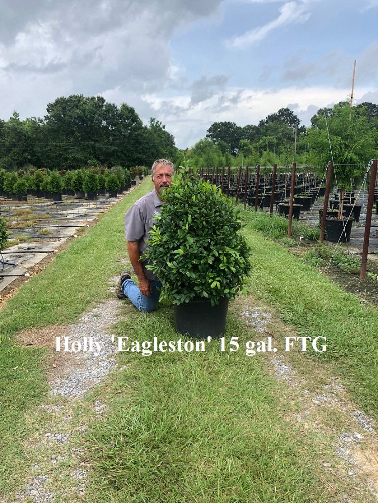 ilex-x-attenuata-eagleston-holly-eagleston-holly