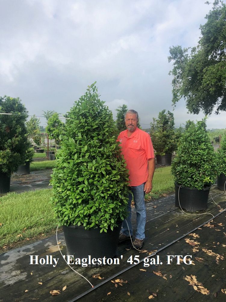 ilex-x-attenuata-eagleston-holly-eagleston-holly