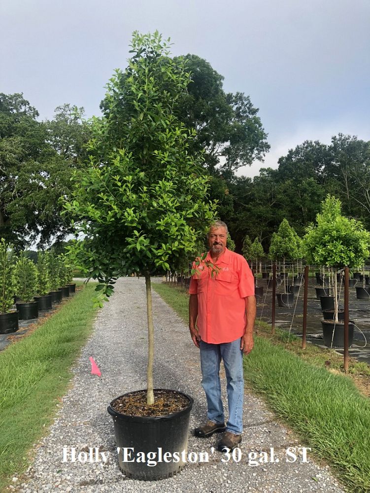 ilex-x-attenuata-eagleston-holly-eagleston-holly