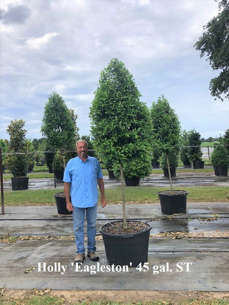 ilex-x-attenuata-eagleston-holly-eagleston-holly