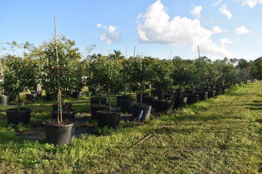ilex-x-attenuata-eagleston-holly-eagleston-holly