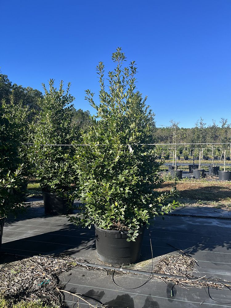 ilex-x-attenuata-eagleston-holly-eagleston-holly