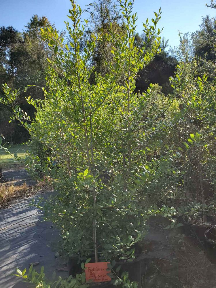 ilex-x-attenuata-eagleston-holly-eagleston-holly