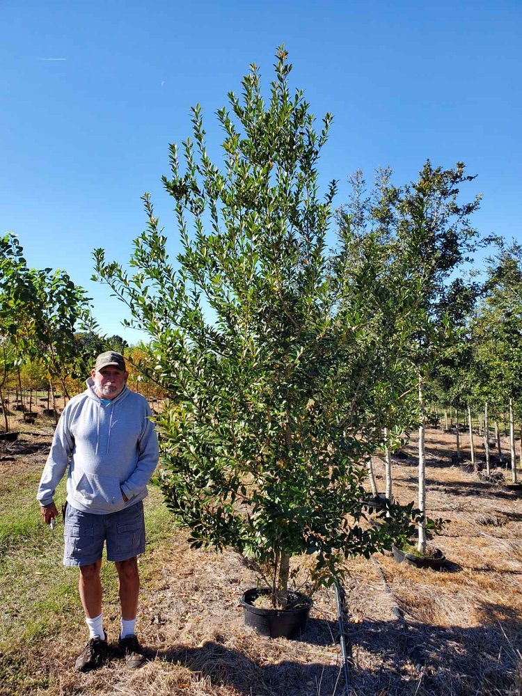 ilex-x-attenuata-eagleston-holly-eagleston-holly