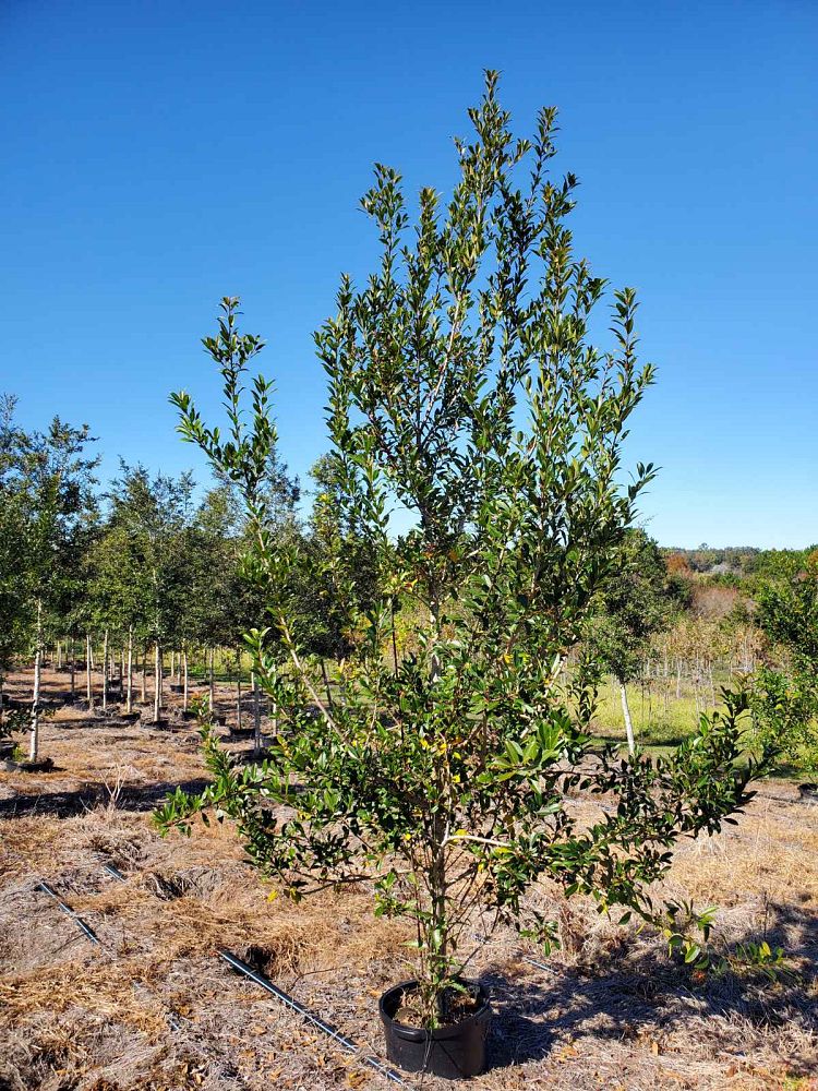 ilex-x-attenuata-eagleston-holly-eagleston-holly