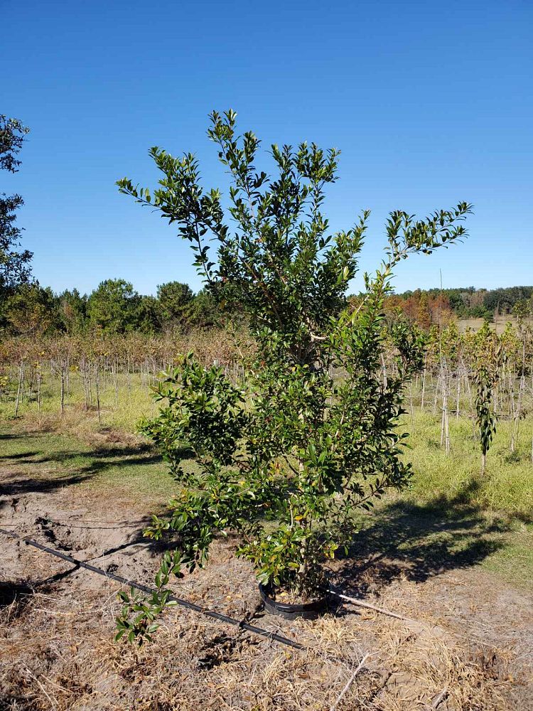 ilex-x-attenuata-eagleston-holly-eagleston-holly