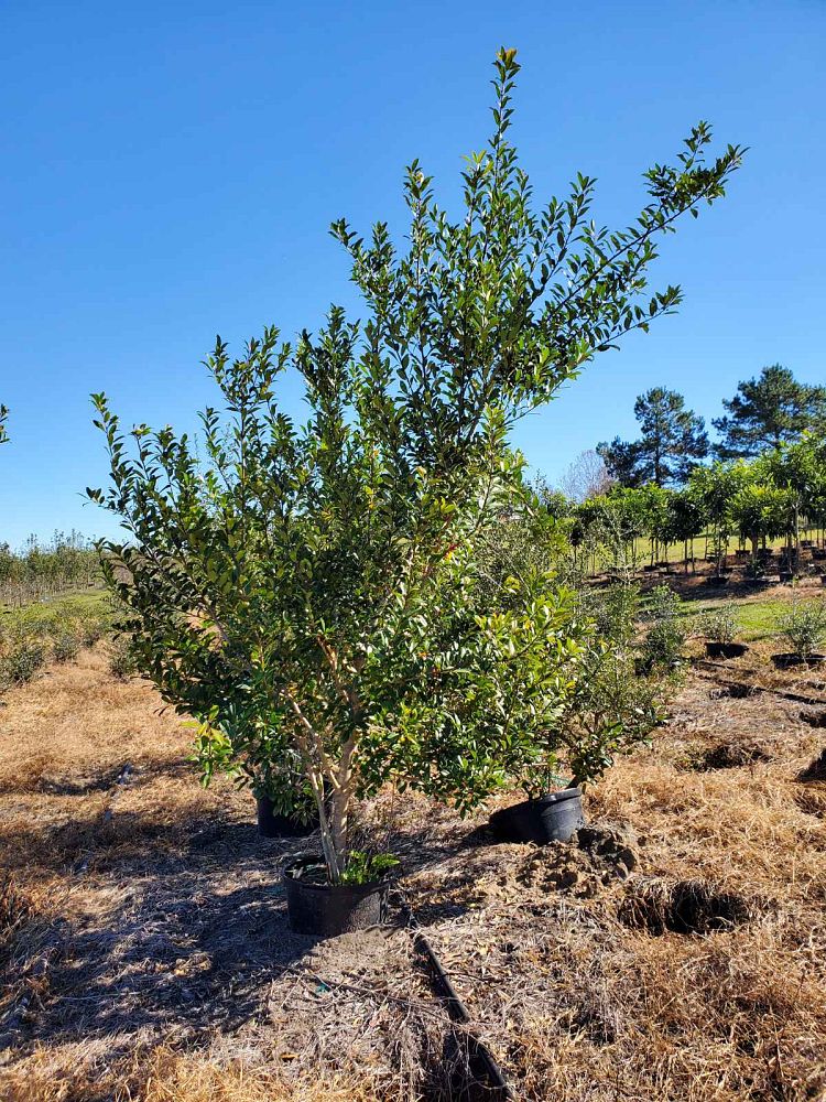 ilex-x-attenuata-eagleston-holly-eagleston-holly