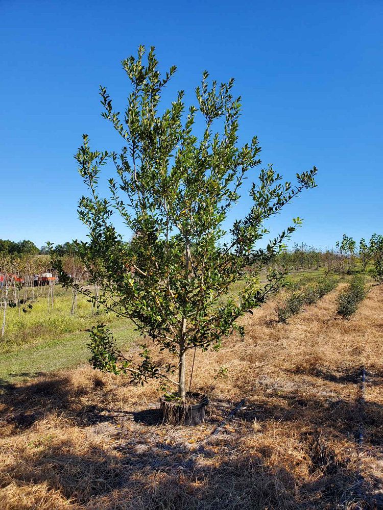 ilex-x-attenuata-eagleston-holly-eagleston-holly