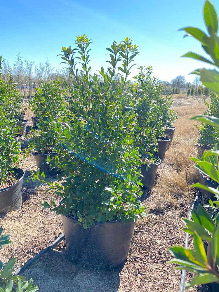 ilex-x-attenuata-eagleston-holly-eagleston-holly