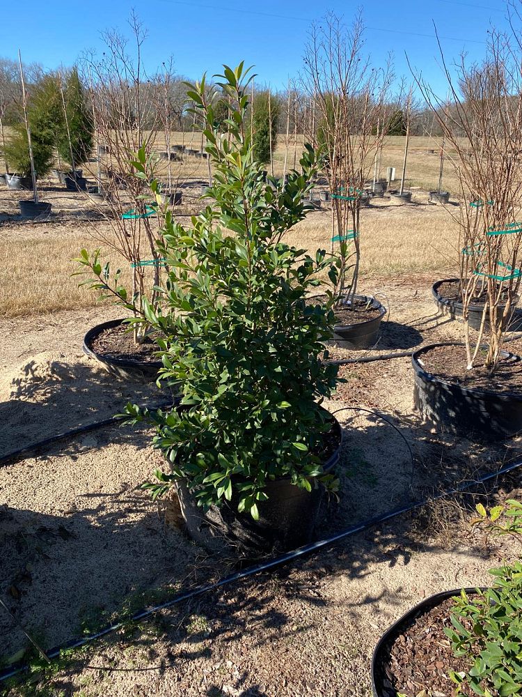 ilex-x-attenuata-eagleston-holly-eagleston-holly