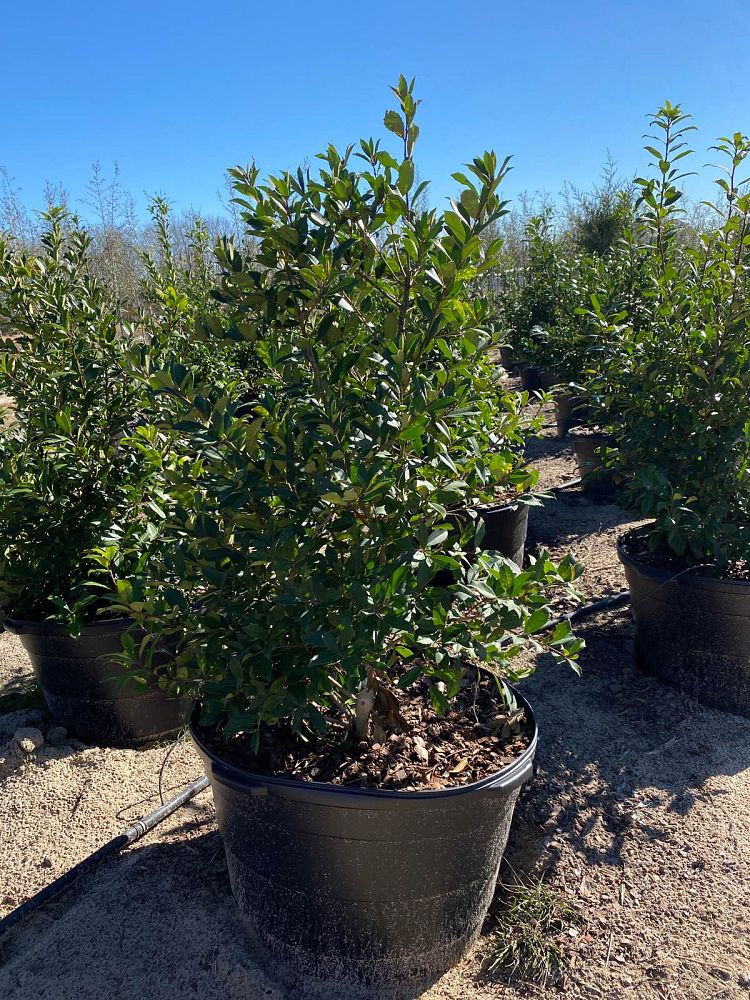 ilex-x-attenuata-eagleston-holly-eagleston-holly