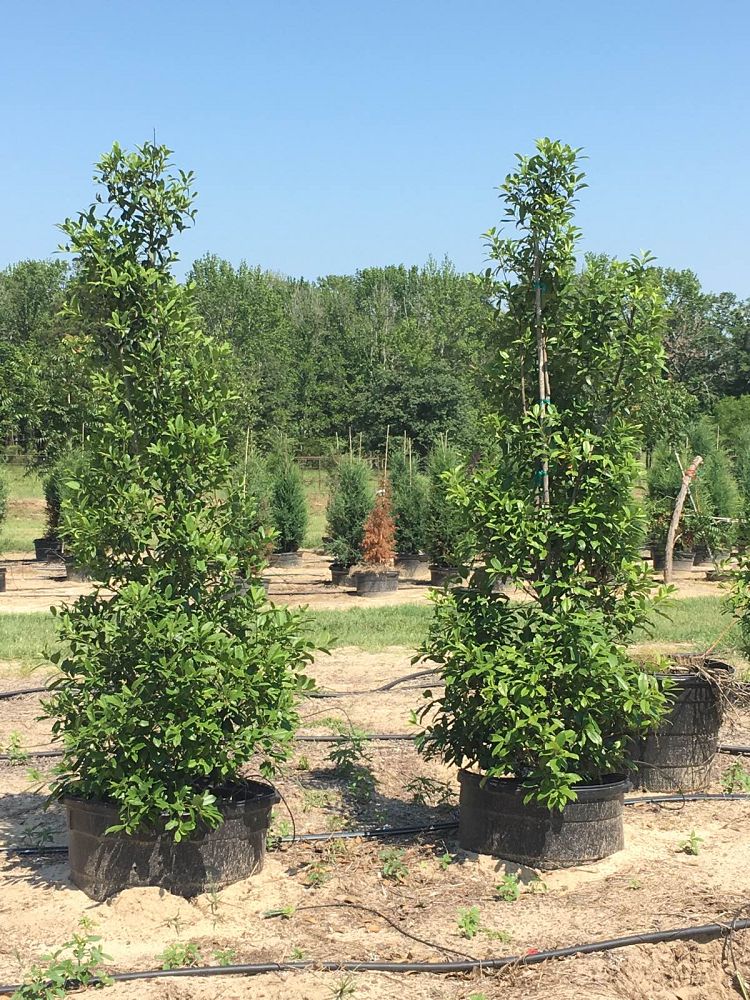 ilex-x-attenuata-eagleston-holly-eagleston-holly