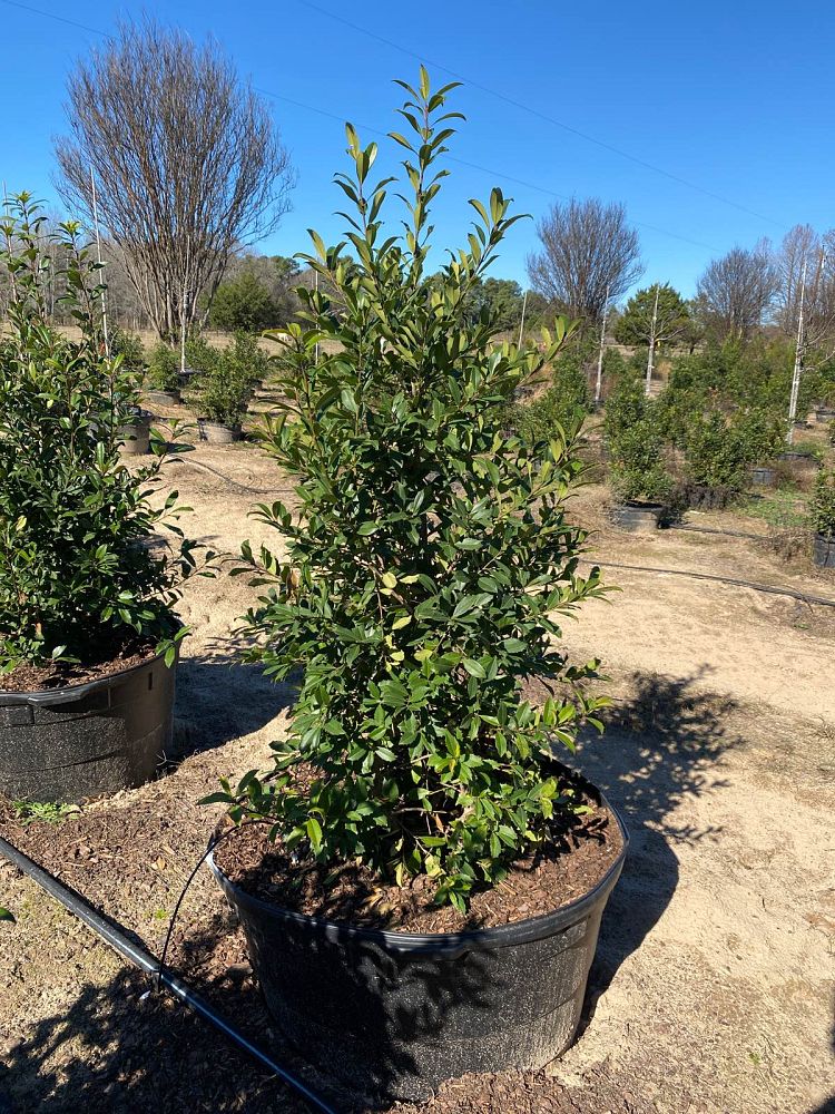 ilex-x-attenuata-eagleston-holly-eagleston-holly