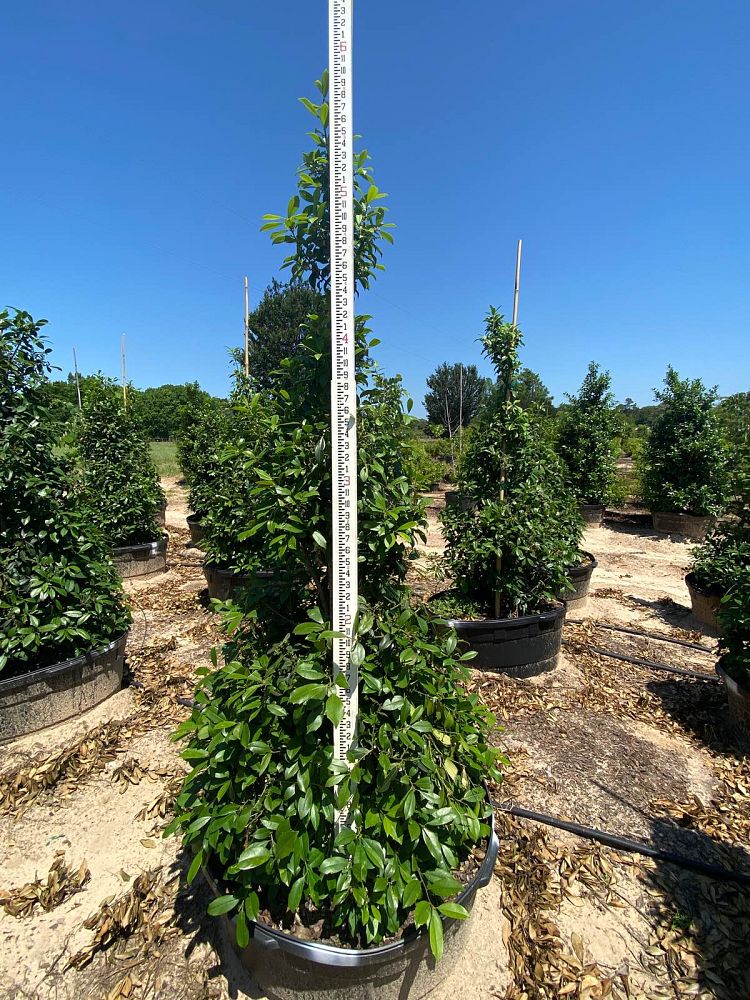 ilex-x-attenuata-eagleston-holly-eagleston-holly