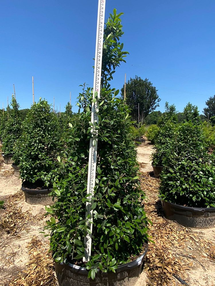 ilex-x-attenuata-eagleston-holly-eagleston-holly