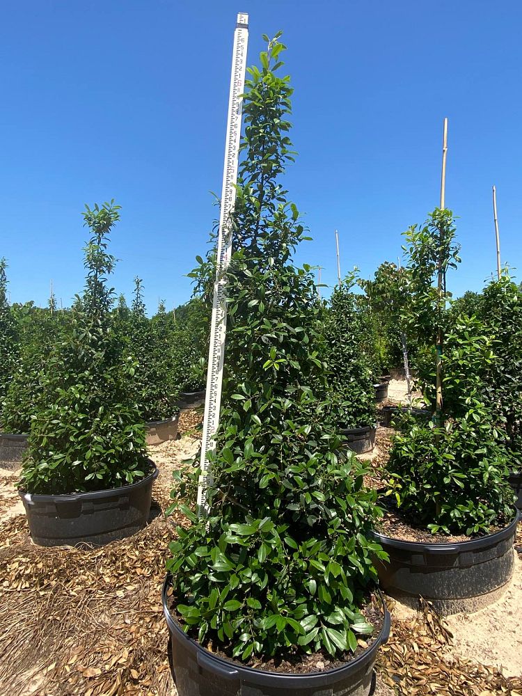 ilex-x-attenuata-eagleston-holly-eagleston-holly