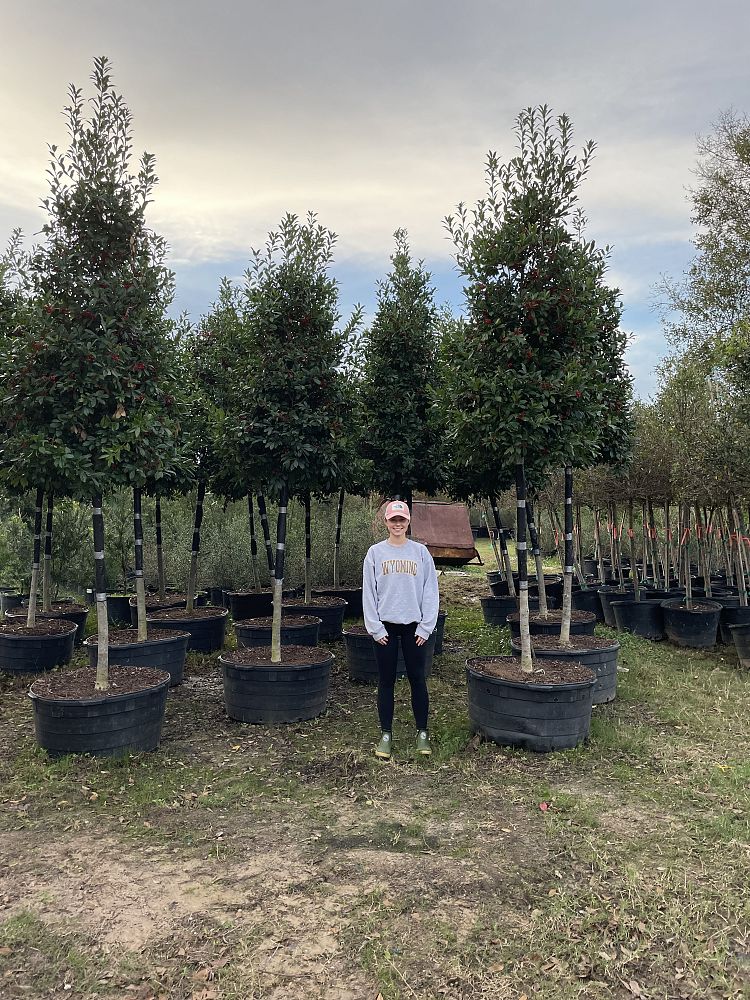 ilex-x-attenuata-eagleston-holly-eagleston-holly