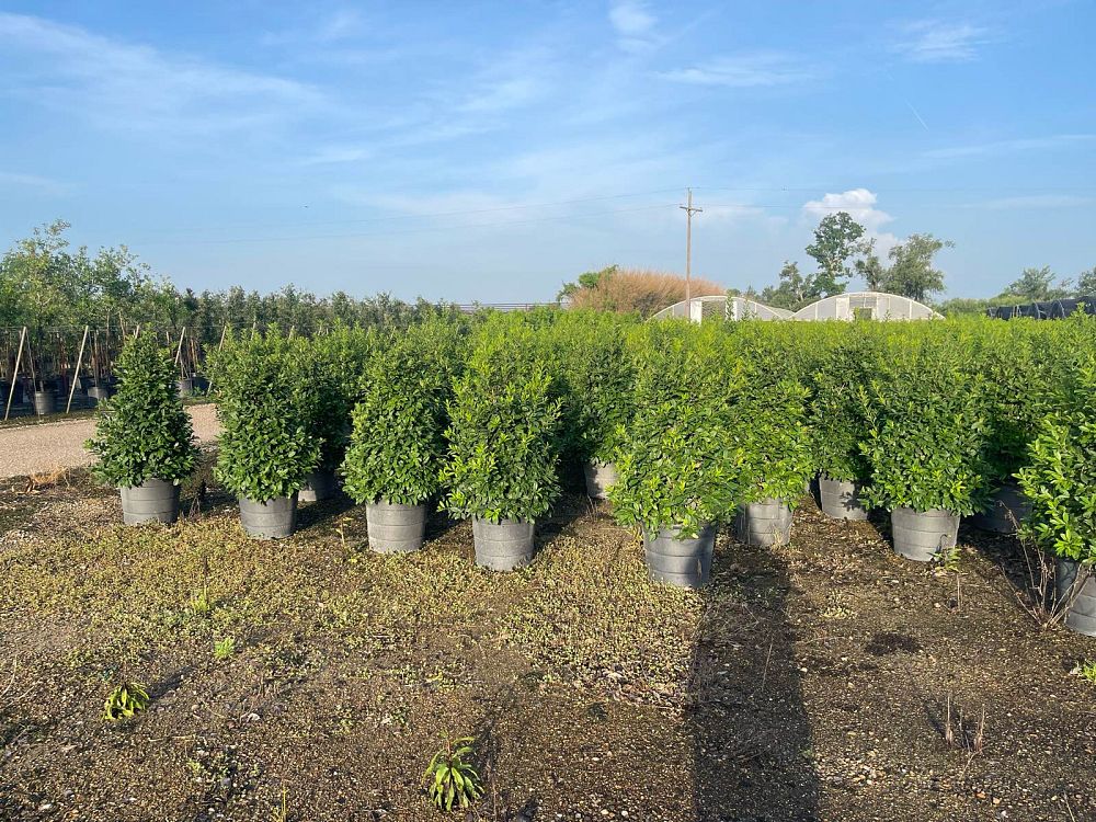 ilex-x-attenuata-eagleston-holly-eagleston-holly
