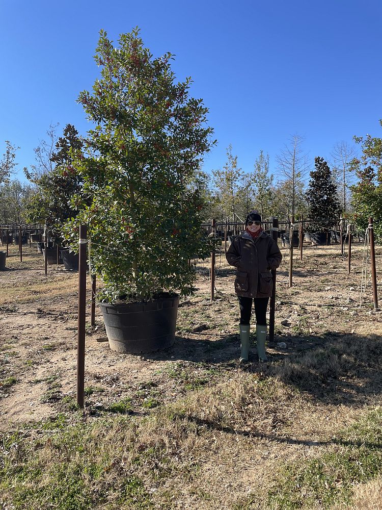 ilex-x-attenuata-eagleston-holly-eagleston-holly