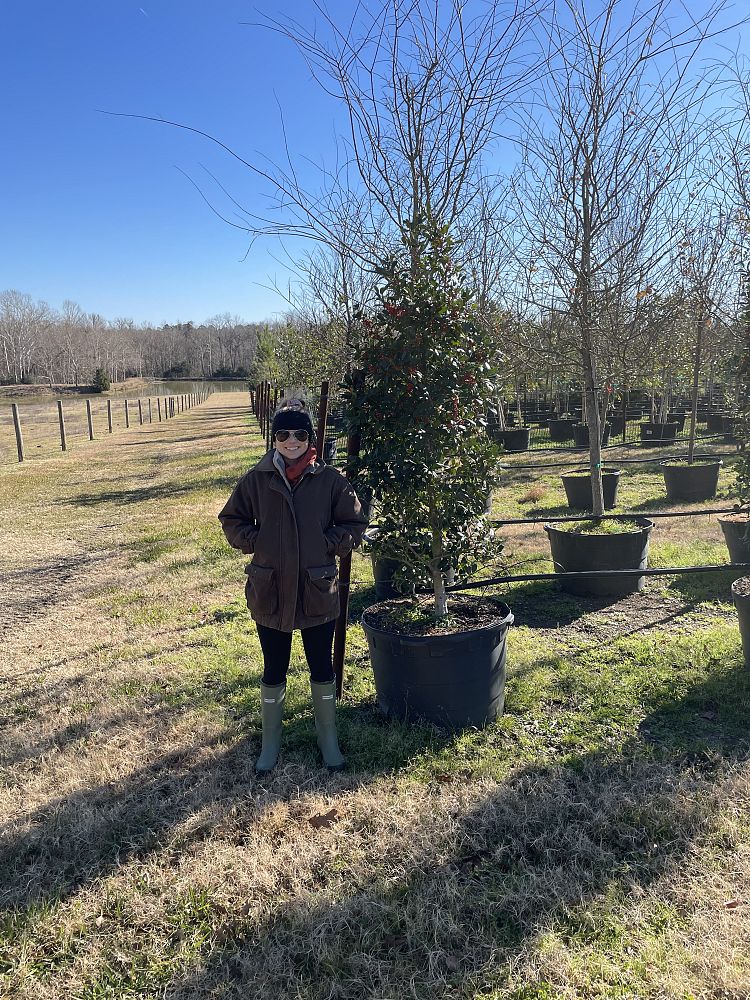 ilex-x-attenuata-eagleston-holly-eagleston-holly
