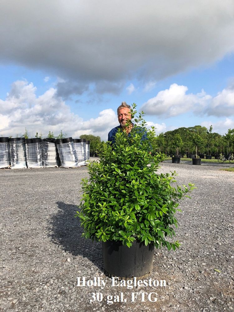 ilex-x-attenuata-eagleston-holly-eagleston-holly