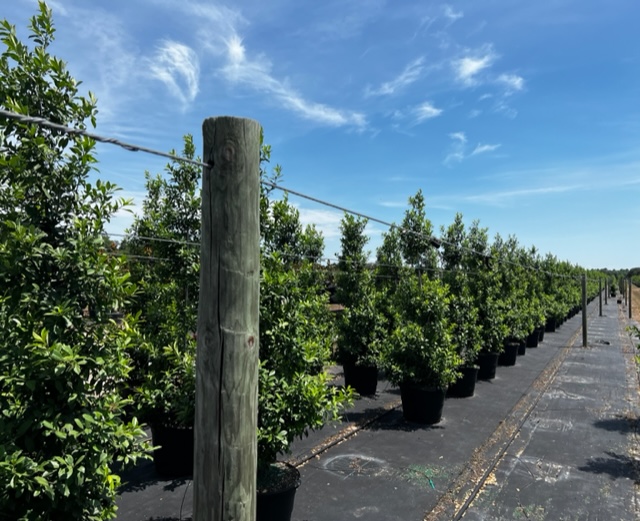 ilex-x-attenuata-eagleston-holly-eagleston-holly