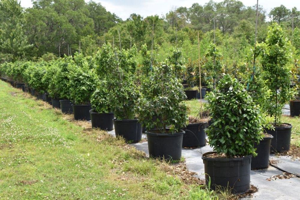 ilex-x-attenuata-eagleston-holly-eagleston-holly