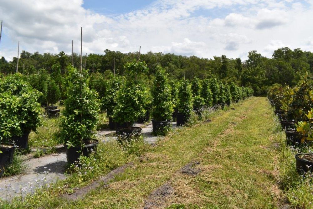 ilex-x-attenuata-eagleston-holly-eagleston-holly