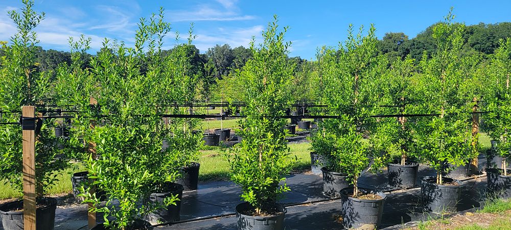 ilex-x-attenuata-eagleston-holly-eagleston-holly