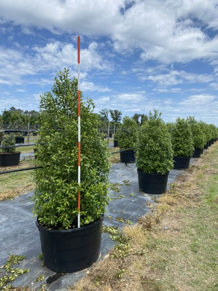 ilex-x-attenuata-eagleston-holly-eagleston-holly