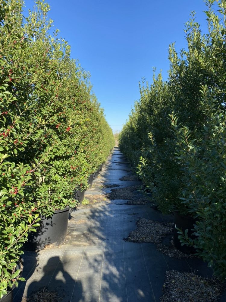 ilex-x-attenuata-eagleston-holly-eagleston-holly