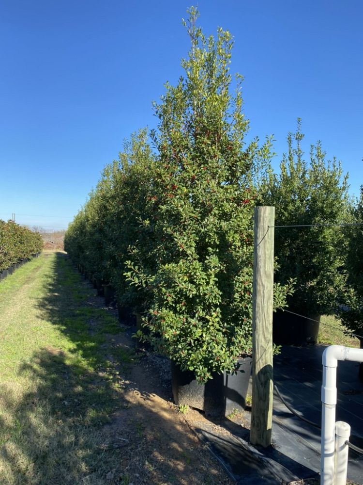 ilex-x-attenuata-eagleston-holly-eagleston-holly