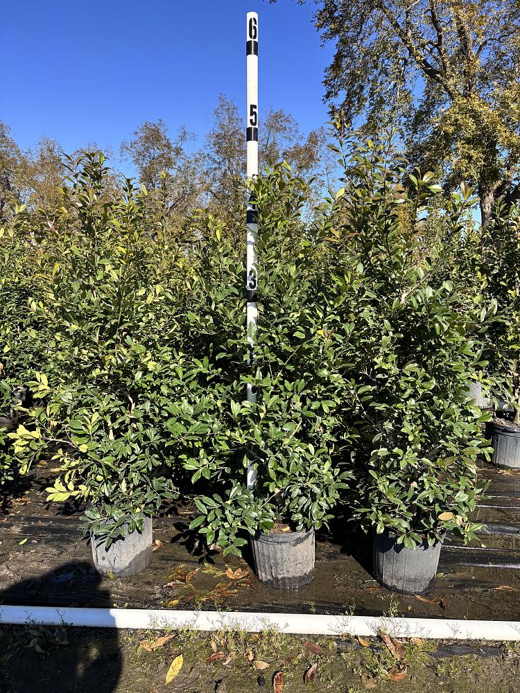 ilex-x-attenuata-eagleston-holly-eagleston-holly