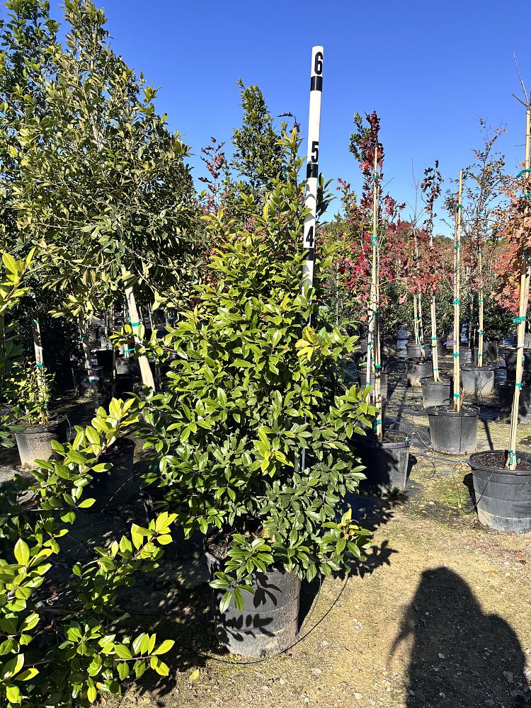 ilex-x-attenuata-eagleston-holly-eagleston-holly