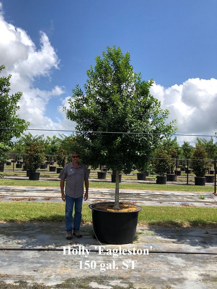 ilex-x-attenuata-eagleston-holly-eagleston-holly