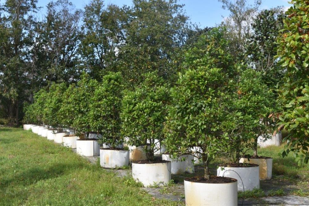 ilex-x-attenuata-eagleston-holly-eagleston-holly