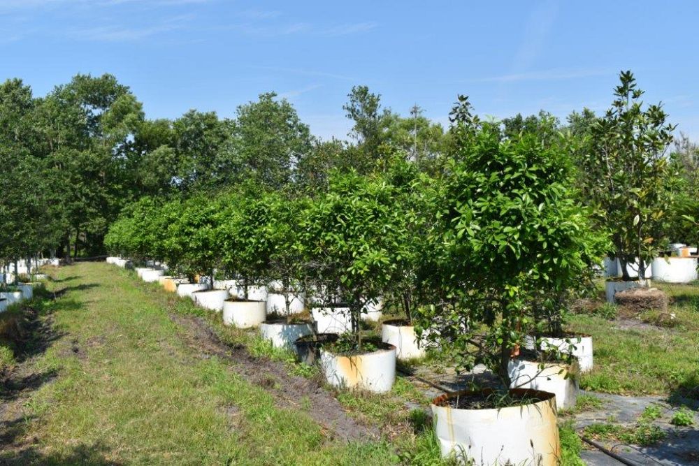 ilex-x-attenuata-eagleston-holly-eagleston-holly