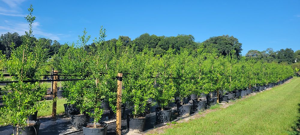 ilex-x-attenuata-eagleston-holly-eagleston-holly