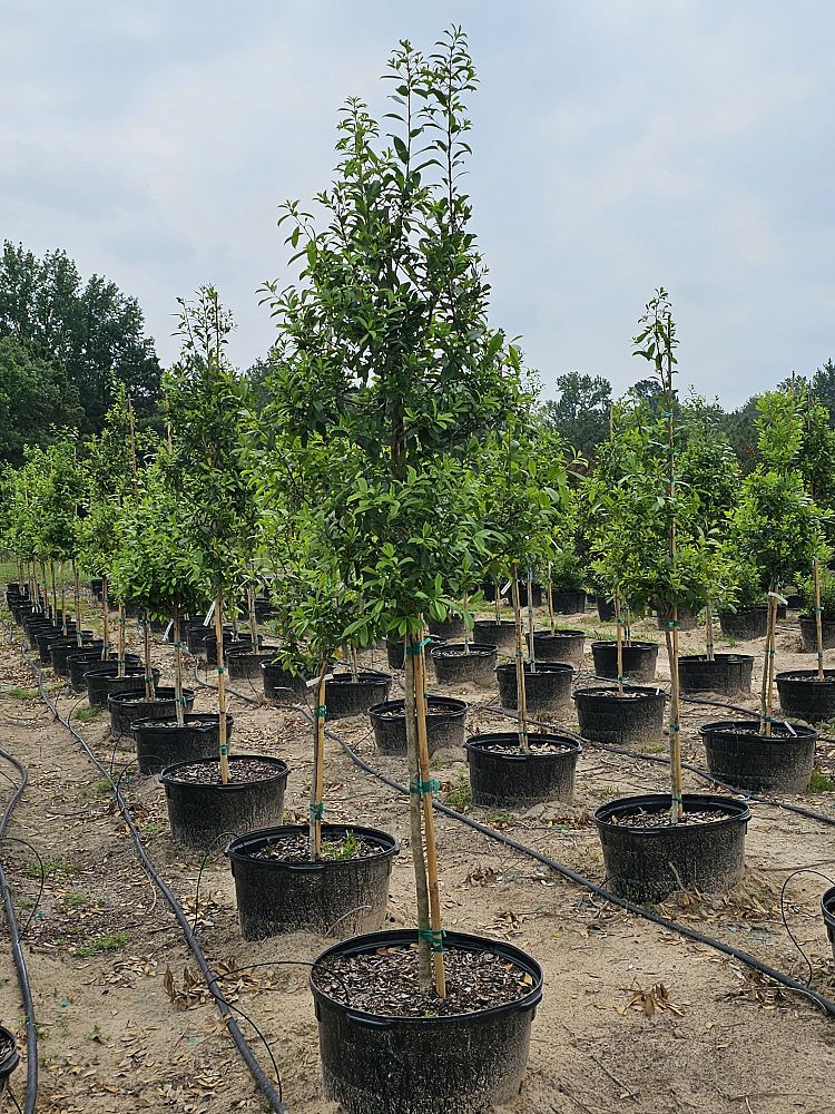 ilex-x-attenuata-eagleston-holly-eagleston-holly