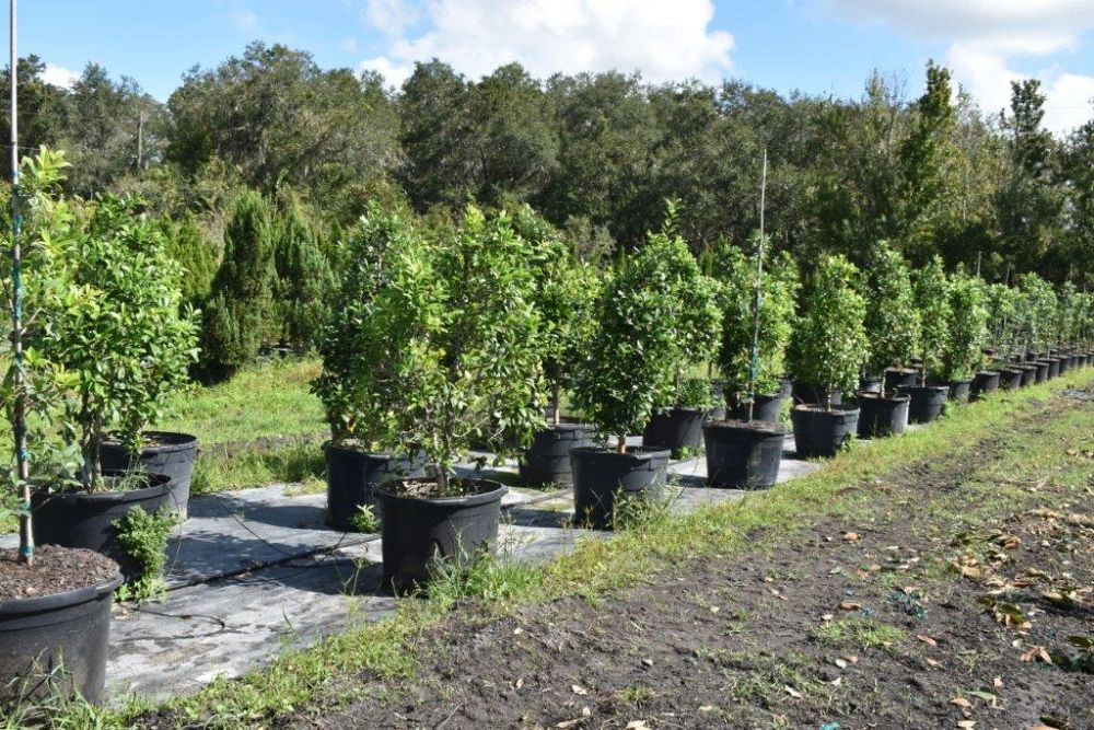 ilex-x-attenuata-eagleston-holly-eagleston-holly