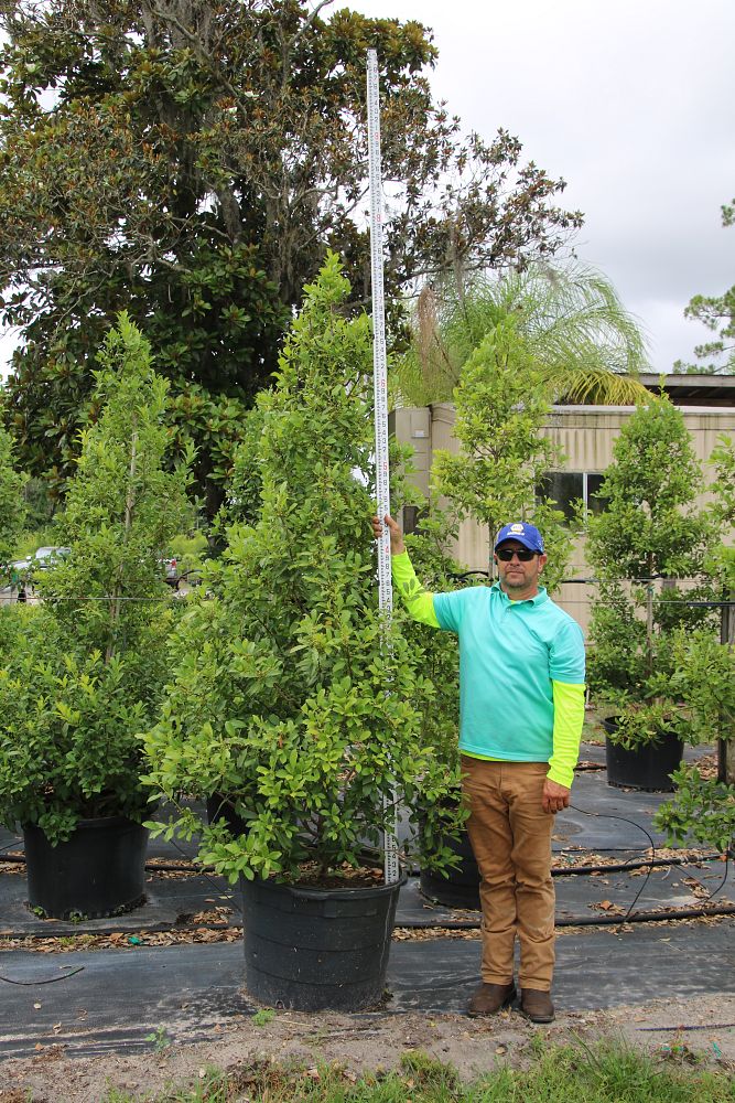 ilex-x-attenuata-eagleston-holly-eagleston-holly