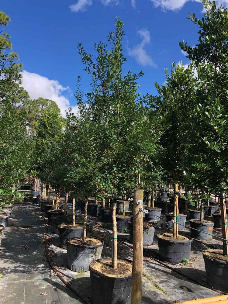 ilex-x-attenuata-eagleston-holly-eagleston-holly