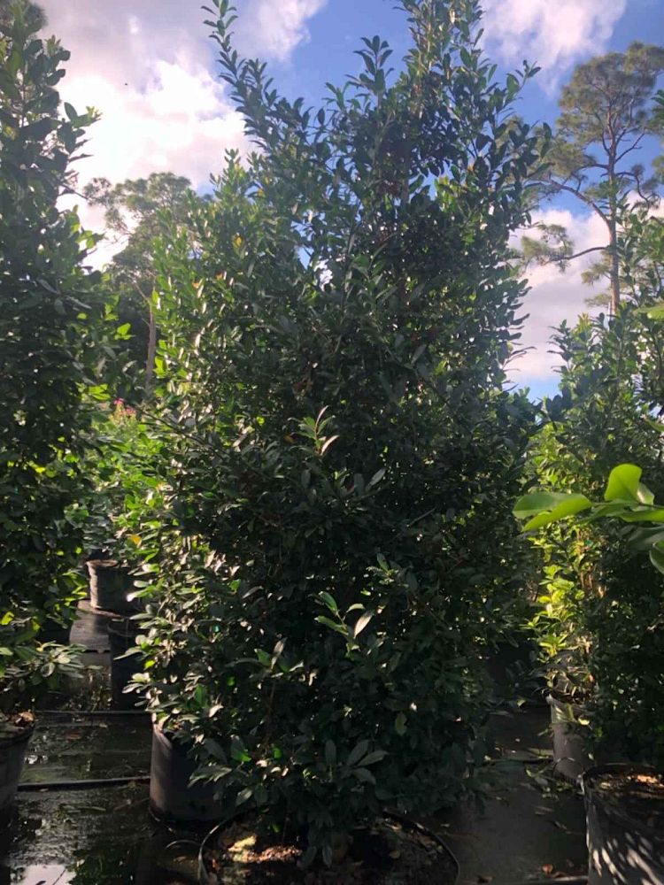 ilex-x-attenuata-eagleston-holly-eagleston-holly
